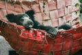 Indian sloth bear in red hammock